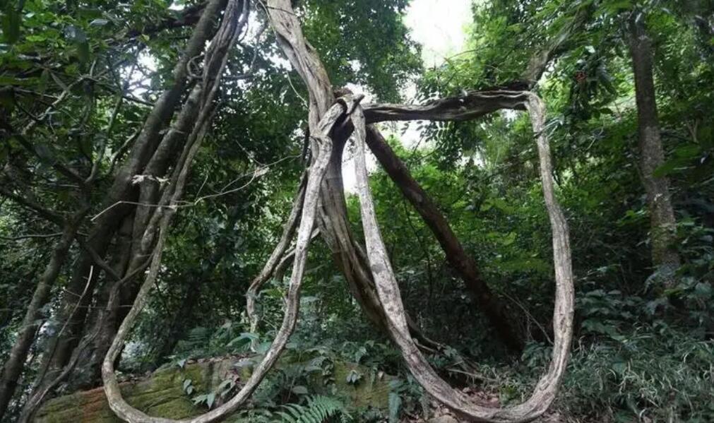 热带雨林的十大植物景观