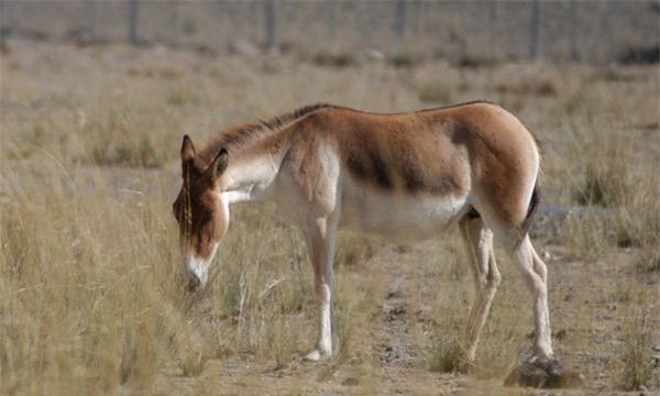 叙利亚野驴介绍（叙利亚野驴从外形上看长得和骡很像）