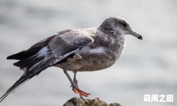 灰翅鸥：不常见鸟类，食性较杂(也吃海上废物)