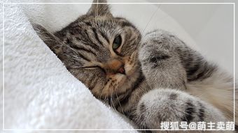 猫咪耳螨什么样图片（猫咪耳螨的症状的图片）