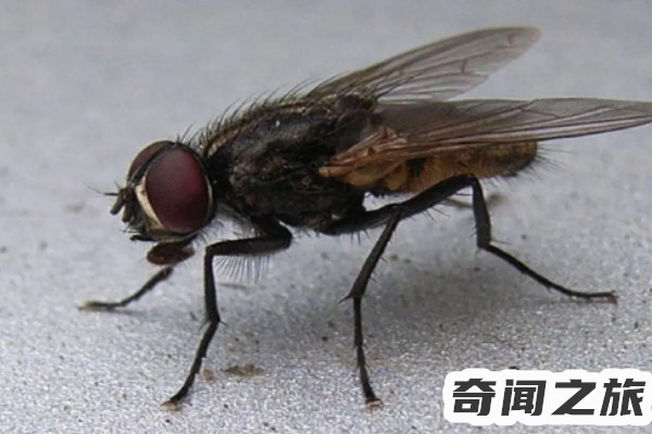 四害之首是哪四种虫子（四害指什么病媒生物）