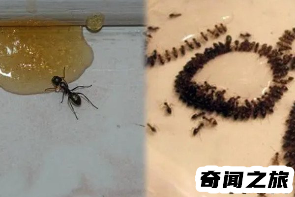 踩死蚂蚁犯法吗其实犯法(因情节轻微而不处罚)