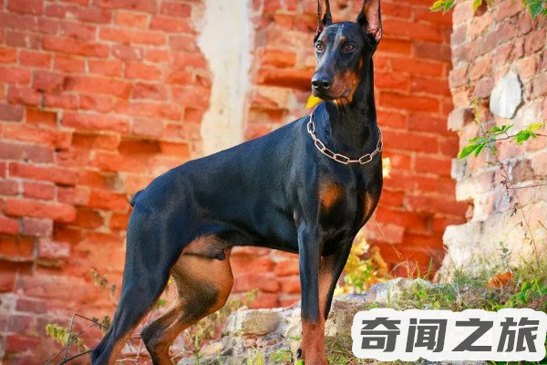 杜宾犬价格多少钱一只（杜宾犬能卖多少钱）