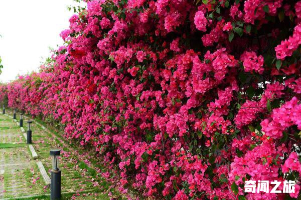 夏天适合养什么花（茉莉花在夏季是生长最旺盛）