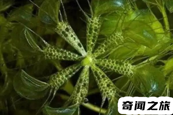 世界濒临灭绝的植物（世界上有什么植物灭绝）