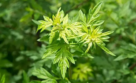 端午节挂艾草的最佳时间你清楚么（端午节艾草挂到什么时候丢掉）