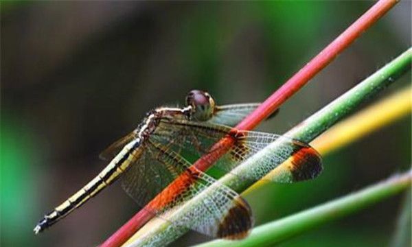 闪蓝丽大蜻的生物特征（闪蓝丽大蜻幼虫长得非常特别的像蜘蛛）