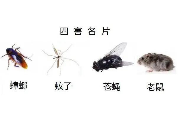 四害指的是蟑螂蚊子苍蝇和什么（四害指的是蚊虫苍蝇）