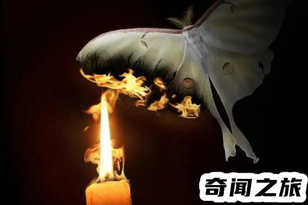 飞蛾为什么扑火实际是一种本能(被人类理解成舍生取义的意思)