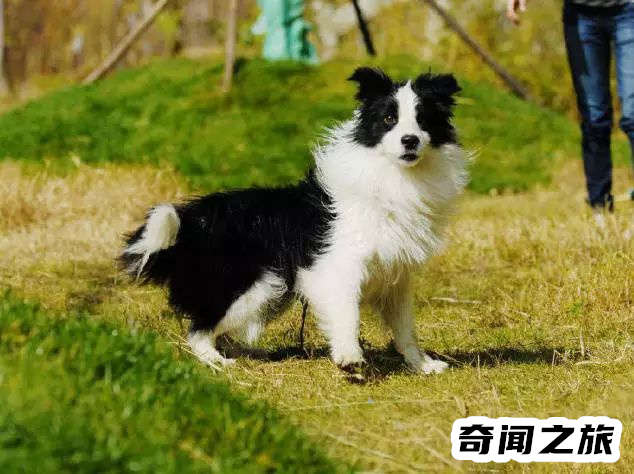 狗狗品种大全及名称图片（比熊犬可是贵族的宠物后来一度沦为马戏团的小丑）