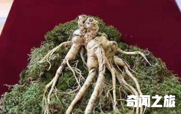 世界上最贵的人参研究价值是不能用钱来衡量的