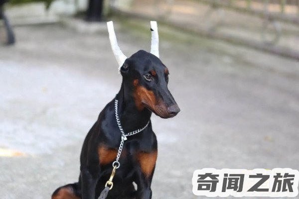 杜宾犬价格多少钱一只（杜宾犬能卖多少钱）