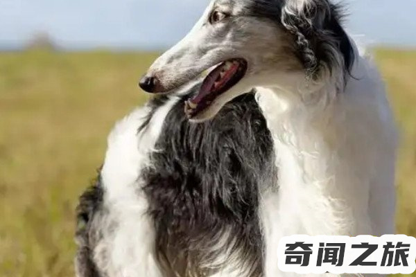 波索尔犬多少钱(一只每只500到3500元)