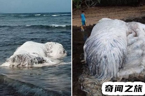 海滩惊现巨型长毛海怪（长达到17米左右尾巴酷似龙虾）