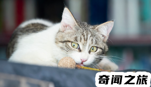 猫薄荷过量对猫有危害么（猫吃了猫薄荷多久有效果）