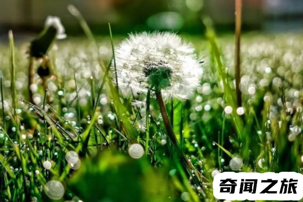 蒲公英和婆婆丁是不是一种植物（蒲公英的俗名属于菊科多年生草本植物）