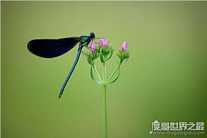 ♂是什么意思，最早指植物中的雄性花(后来泛指男性)