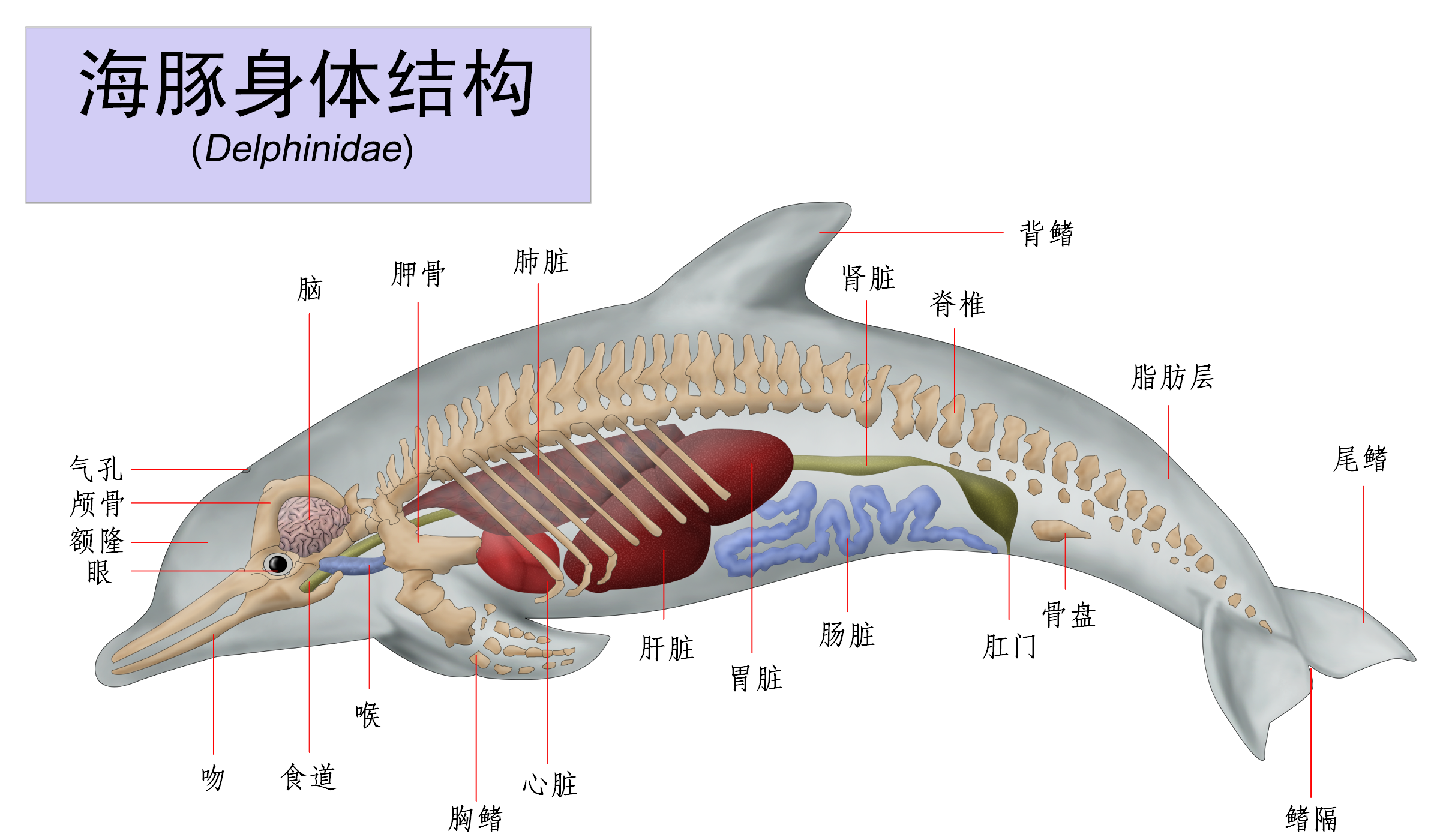 海豚是哺乳动物吗（为什么海豚是哺乳动物）