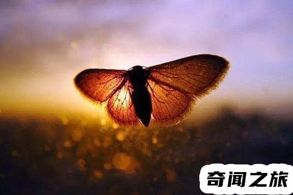 过世的人会变成蝴蝶是从哪里来的（人死后会变成蝴蝶有科学依据吗）