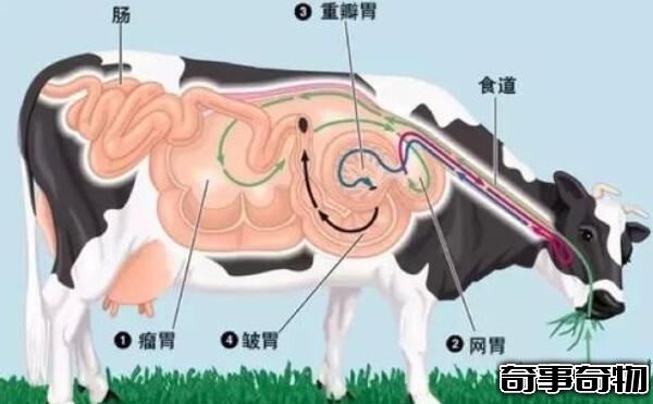 毛肚是牛的第几个胃（毛肚指的是牛的重瓣胃它是牛的第三个胃）