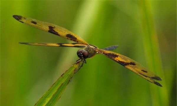 闪蓝丽大蜻的生物特征（闪蓝丽大蜻幼虫长得非常特别的像蜘蛛）