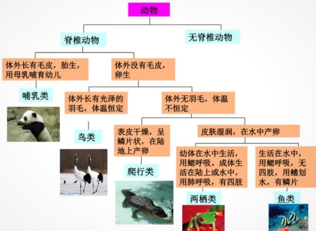 关于动物的科普知识有哪些