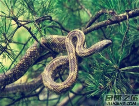 蛇最害怕什么东西或者植物（蛇怕什么植物的气味）