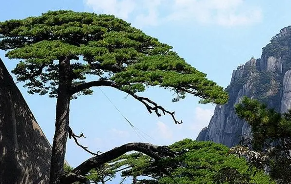 黄山的独特之处在哪（黄山四绝有什么）