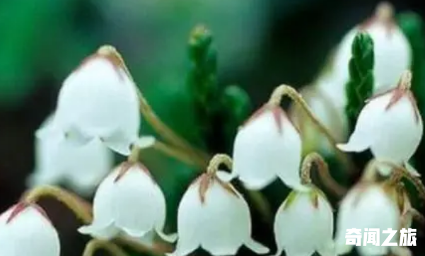 风铃花的花语是什么意思：来自远方的祝福(寓意着温柔的爱)