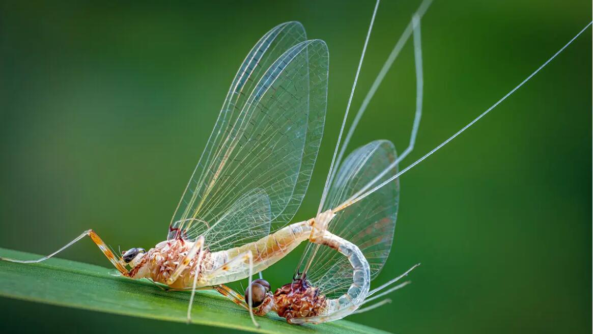 蜉蝣到底是什么生物