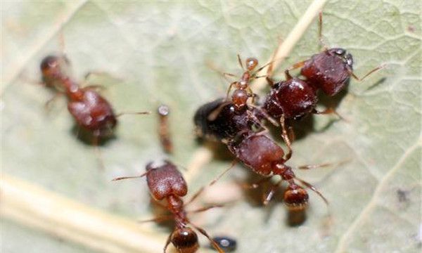 菱结大头蚁的形态特征（身体的长度大概在3mm到4.5mm之间）