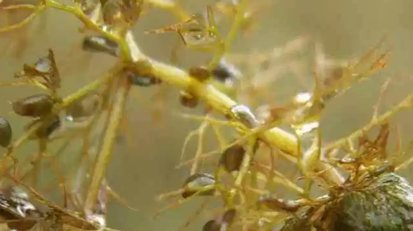 食肉植物十大排名（捕虫树植物分泌黏液，一种粘着昆虫的物质）