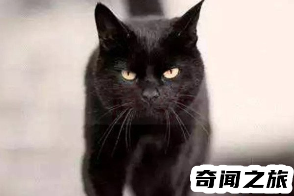 猫脸老太太民间故事背后故事（一伙人贩子团队散播灵异的谣言伺机拐卖儿童）