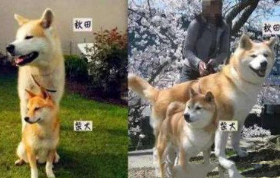 柴犬和秋田犬有哪些区别（秋田犬体型要更大一些）