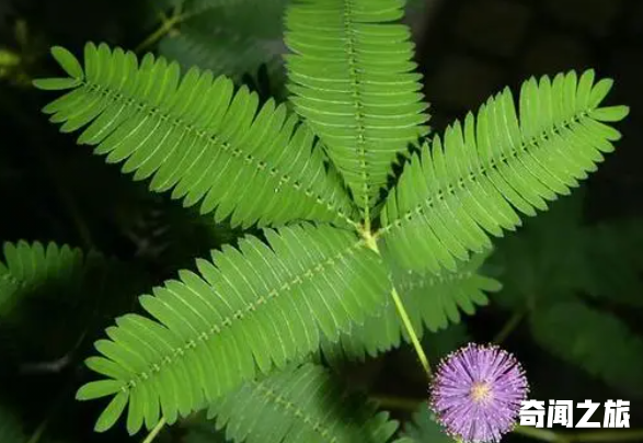 含羞草到底有多神奇