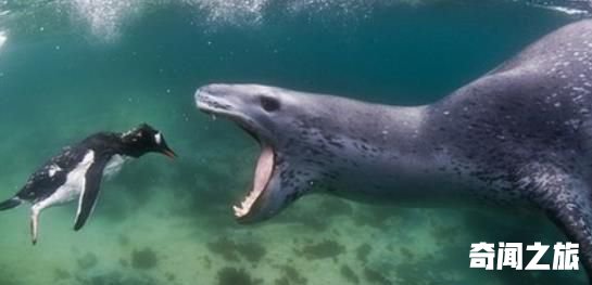 世界上最凶猛的海豹 豹形海豹会捕食其他海豹