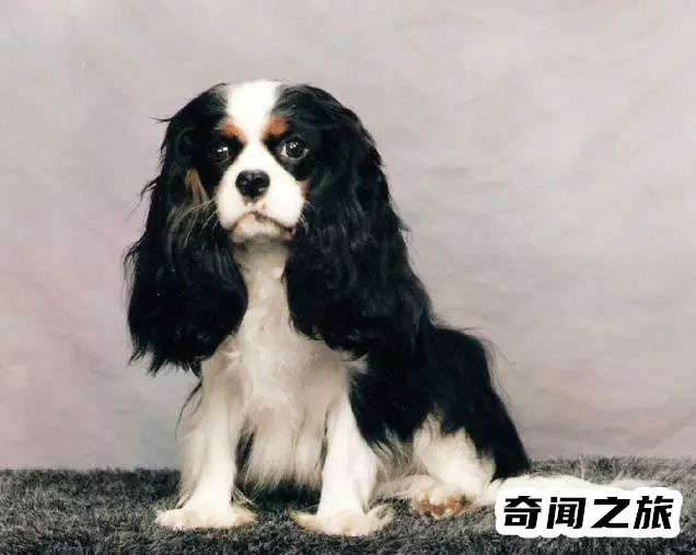 狗狗品种大全及名称图片（比熊犬可是贵族的宠物后来一度沦为马戏团的小丑）