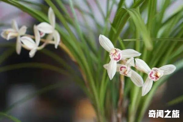 夏天适合养什么花（茉莉花在夏季是生长最旺盛）