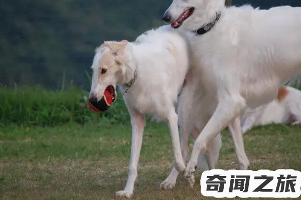 波索尔犬多少钱(一只每只500到3500元)