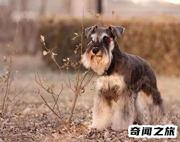 狗狗品种大全及名称图片（比熊犬可是贵族的宠物后来一度沦为马戏团的小丑）