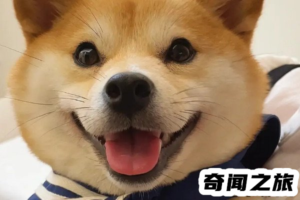 柴犬价格多少钱一只最低每只售价2000元(价格差异很大)