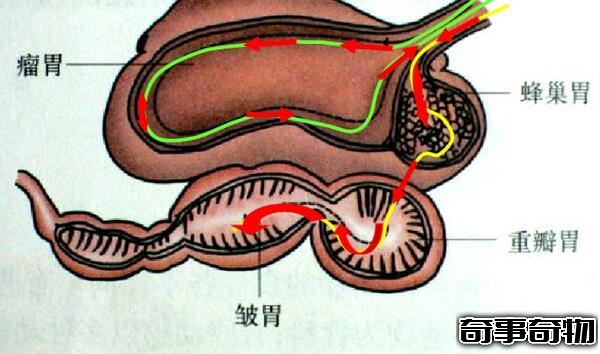 毛肚是牛的第几个胃（毛肚指的是牛的重瓣胃它是牛的第三个胃）