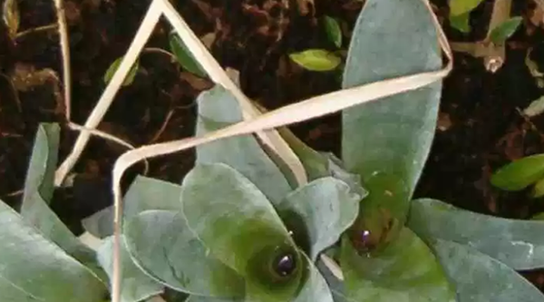 食肉植物十大排名（捕虫树植物分泌黏液，一种粘着昆虫的物质）