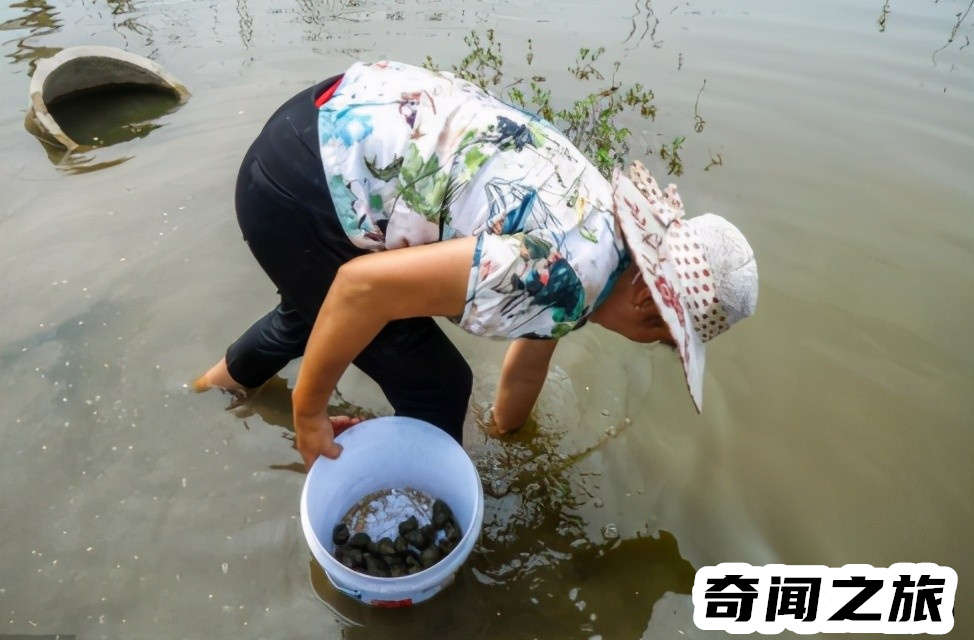 农村养殖业什么最赚钱（农村的养殖业什么最挣钱）