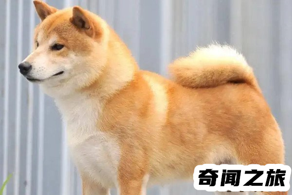 柴犬价格多少钱一只最低每只售价2000元(价格差异很大)