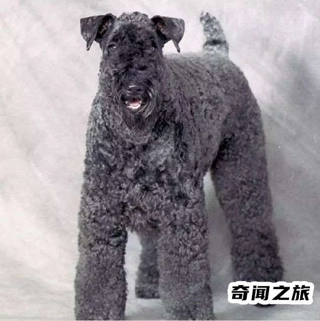 狗狗品种大全及名称图片（比熊犬可是贵族的宠物后来一度沦为马戏团的小丑）