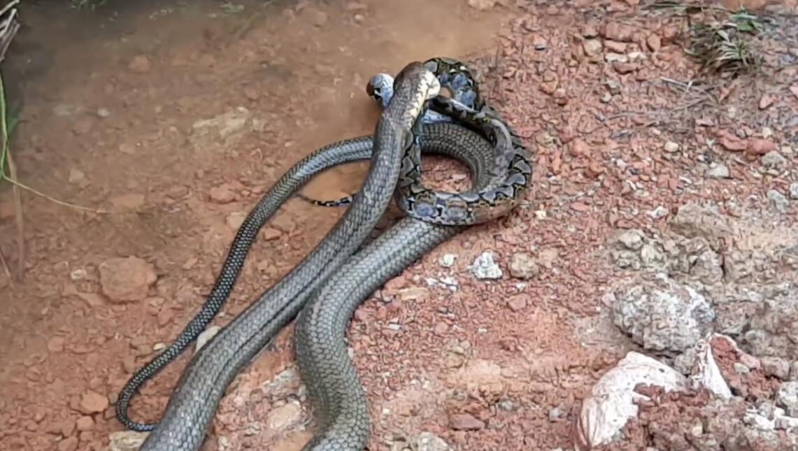 全球毒性最强的十种生物