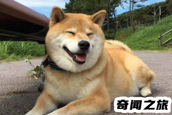 柴犬价格多少钱一只最低每只售价2000元(价格差异很大)