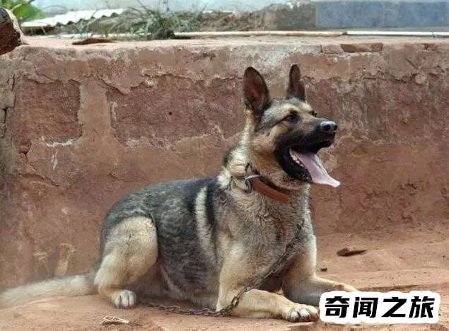 狗狗品种大全及名称图片（比熊犬可是贵族的宠物后来一度沦为马戏团的小丑）