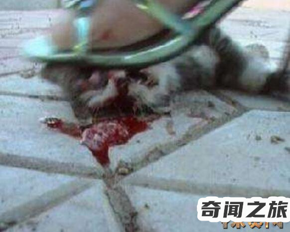 高跟鞋事件（高跟鞋恐怖虐猫事件）